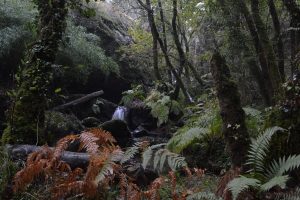 Llega el Otoño a los bosques de Galicia