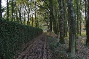Adelante, recorre el camino junto con Caperucita Roja, cuidado con el lobo.