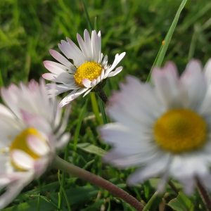 Margarita, como las flores, es el nombre de la madre de Branca, nuestra Caperucita roja.