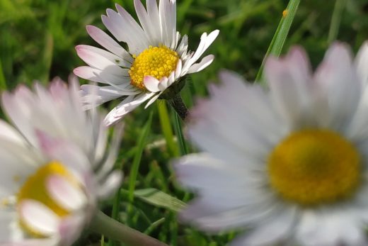 Margarita, como las flores, es el nombre de la madre de Branca, nuestra Caperucita roja.