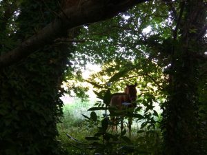 La majestuosidad de un caballo marrón enmarcado entre la maleza y el laurel hace notar su gran presencia.