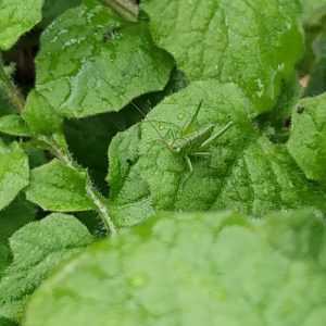 saltamontes verde de camuflaje