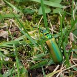 cantárida, escarabajo verde en el jardín