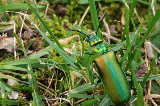 cantárida, escarabajo verde en el jardín