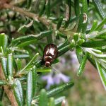 en el jardín escarabajo del romero