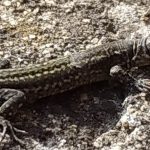 lagartija camuflada toma el Sol con los primeros rayos de la primavera