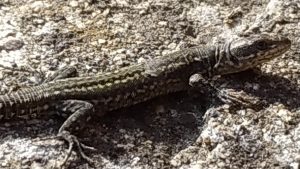 lagartija camuflada toma el Sol con los primeros rayos de la primavera