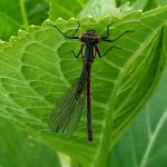 Libélula negra y amarilla fondo verde