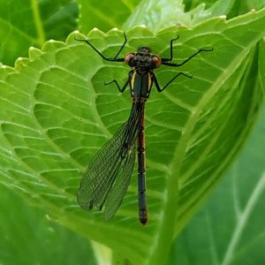 Libélula negra y amarilla fondo verde