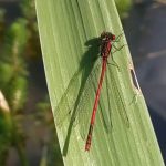 helicóptero rojo en el jardín, libélula en primavera