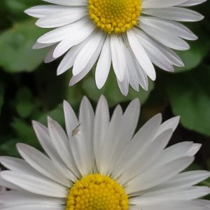 pétalos de margaritas y polen