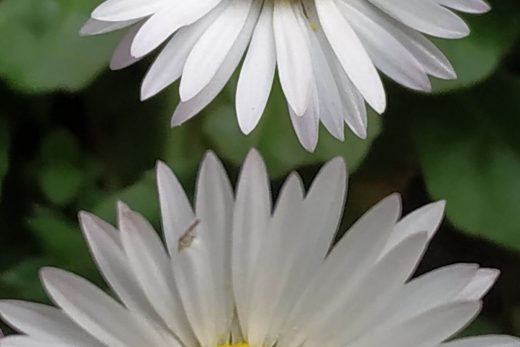 pétalos de margaritas y polen