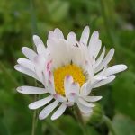 belleza de Margarita