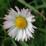 Sol radiante en el jardín