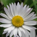 es Domingo en el jardín