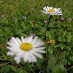 Margaritas que te dejan mudo