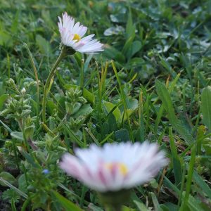 aquella Margarita te está escuchando