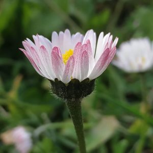 señora Margarita del jardín