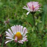 compañía de Margaritas