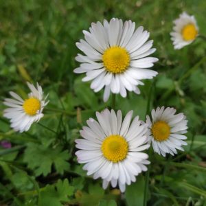 alegría en el jardín