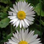 insecto en margarita