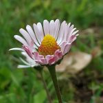 bonita Margarita del jardín