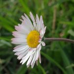 Margarita inclinada saludando muestra sus belleza.