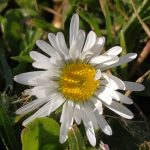 Margarita tomando el Sol