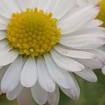 pétalos y polen de Margarita