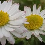 unión en matrimonio en el jardín de la pareja de Margaritas