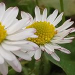 la pareja de margaritas se va de luna de miel