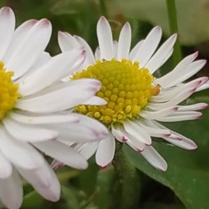 la pareja de margaritas se va de luna de miel
