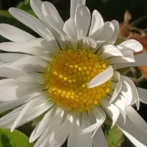 encantadora Margarita