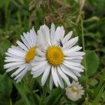 margaritas enamoradas en el jardín