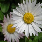 margaritas comprometidas