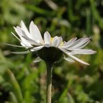 observando margaritas