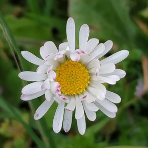 belleza en el jardín