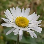 pétalos blancos y amarillo del polen