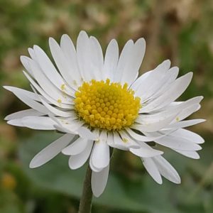 pétalos blancos y amarillo del polen