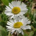 margaritas esplendorosas al Sol