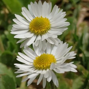 margaritas esplendorosas al Sol