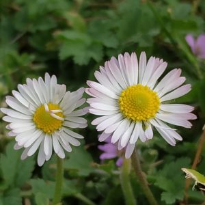 la alegría del jardín