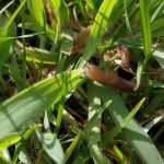 pequeñas babosas del jardín sacando los cuernos al Sol