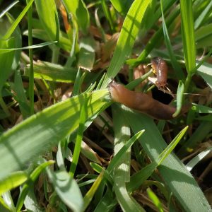 pequeñas babosas del jardín sacando los cuernos al Sol