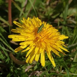 pequeño saltamontes verde en flor amarilla